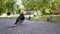 Lone fat Street Dove Stands on Asphalt, Looks into Distance in the Yard