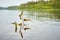 Lone felled branch stranded on the lake.