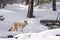 Lone female coyote in winter