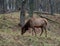 Lone Female Elk grazing in the wild