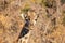 A lone female giraffe staring curiously at the camera from behind cover.