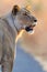 Lone female Lion Panthera leo looking over his shoulder - Pilanesberg National Park, South Africa