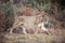 Lone female Lion Panthera leo prowling in the Pilanesberg National Park, South Africa