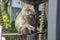 Lone female monkey long tailed macaque in Malaysia, Asia