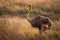 Lone female ostrich in grassy African savannah at golden hour