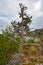 Lone fir tree at edge of the cliff