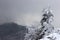 Lone fir tree with snow clouds in background