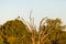 Lone fish eagle on a branch