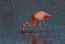 Lone flamingo on the Galapagos Islands