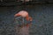 Lone flamingo on the Galapagos Islands