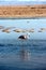 A lone Flamingo in the lagoon