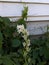 Lone flower in the weeds