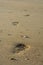 Lone footprint at beach