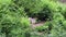 Lone forest gray wolf standing among green trees and bushes