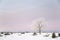 Lone frosty tree in a winter landscape