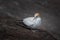 A lone gannet on the ground with its wings folded