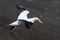 A lone gannet preparing to land