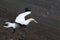 A lone gannet preparing to land