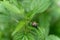 lone garden snail on green nettle leaves