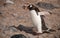 Lone Gentoo Penguin in Antarctica