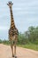 Lone giraffe bull walking in the road