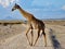 Lone giraffe crossing a dirt track in Ambesoli National Park