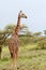 Lone giraffe is grazing on African savannah in bushes, Serengeti