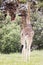 A lone giraffe in Hellâ€™s Gate National Park in Kenya