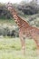 A lone giraffe in Hellâ€™s Gate National Park in Kenya