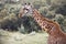 A lone giraffe in Hellâ€™s Gate National Park in Kenya