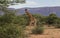 Lone giraffe in Marataba, South Africa