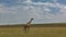 A lone giraffe stands in the boundless African savannah.
