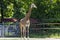 A lone giraffe stands in zoo