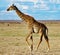 Lone giraffe walking on the grassland of Ambesoli National Park