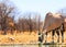 A lone giraffeGemsbok Oryx drinking from camp waterhole