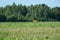 A lone goat roe deer runs from the field into the forest.