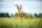 lone goat standing on a hay bale in green field