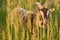 A lone goat in the tall grass in the rays of the setting sun