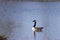 Lone goose