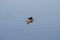 Lone Goose on Calm Waters