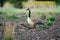 Lone goose walking on a lot on a farm