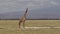 A lone graceful giraffe stands in the savannah. Openwork pattern on the skin