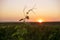 Lone grape vine rising above the vineyard in the morning light