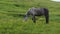 A lone gray horse eats grass in a high mountain pasture. Lush green grass and yellow and purple flowers in the