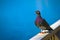 A lone gray pigeon rests on the green grass.