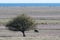 Lone grazing sheep in a wide grassland