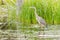 Lone Great Blue Heron in a marsh