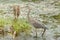 Lone Great Blue Heron in a marsh