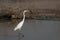 Lone Great Egret in the shallow waters