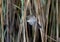 A lone great reed warbler